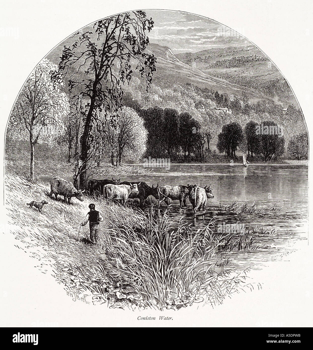 See Coniston Cumbria Lake District Nationalpark Tal Baum Bergrinder Mann Hund Ufer UK GB England Englisch United Kingdom Stockfoto