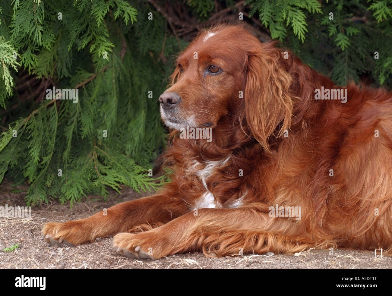 Red Setter Hund Stockfoto