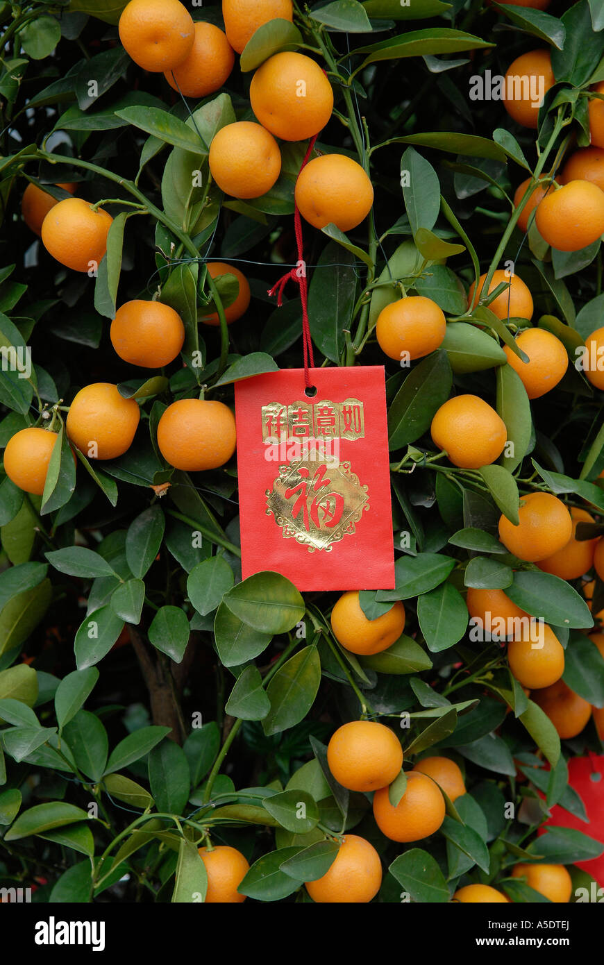 orange von Miniaturbaum mit roten Umschlägen angebracht während Chinese New Year in Hongkong China Stockfoto