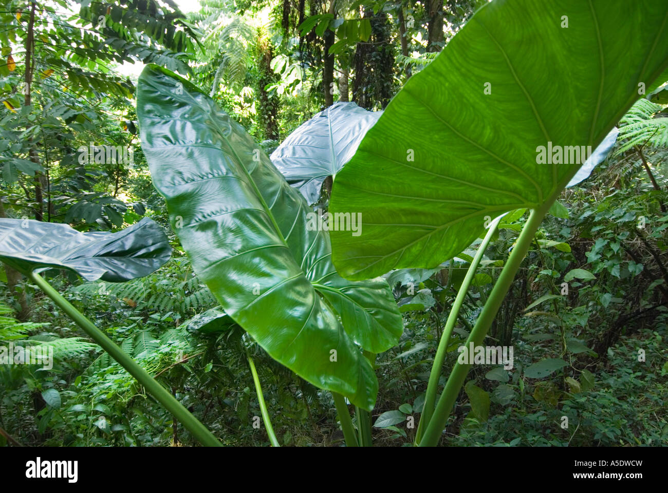 Regenwald SAMOA Mount VAEA rund um die Villa Vailima von Robert Louis ...