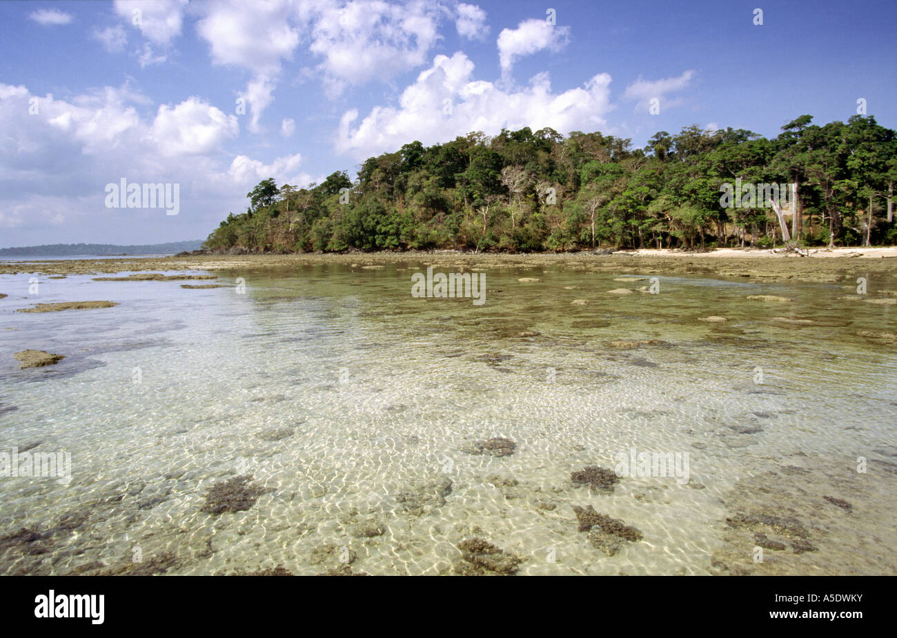 Indien South Andaman Island Chirya Tapu Wald gesäumten Strand Stockfoto
