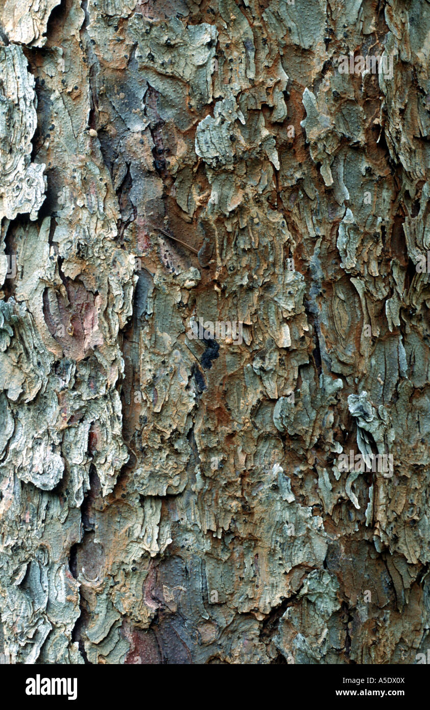 Kolorado-blau-Fichte (Picea Pungens), Rinde Stockfoto