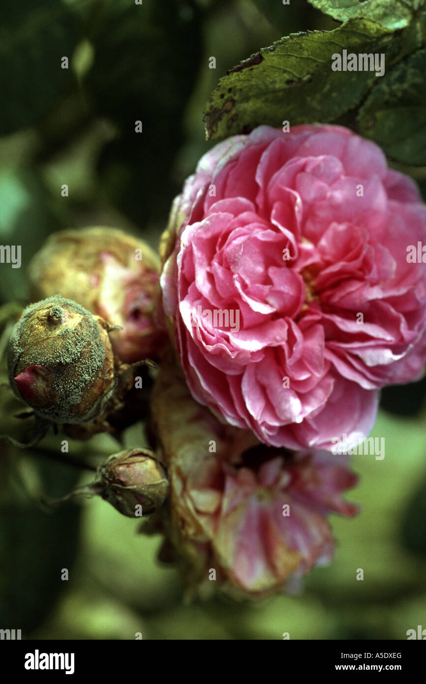 Rose, dekorative rose (Rosa 'Compte de Chambord", Rosa Compte de Chambord), Knospen mit Schimmel Stockfoto