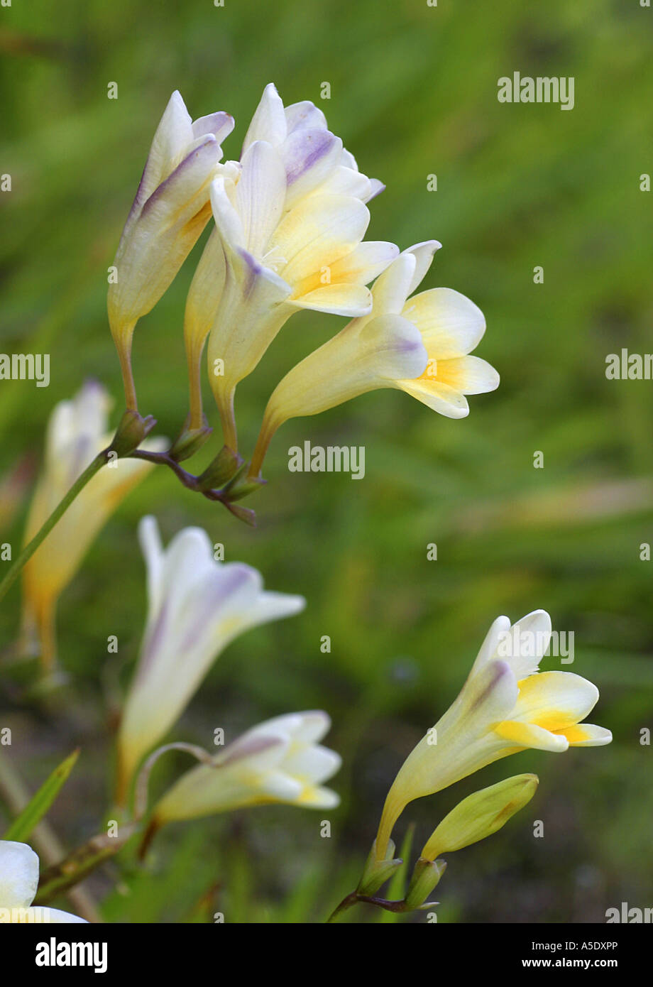 Freesia blossoms Fotos und Bildmaterial in hoher Auflösung Alamy