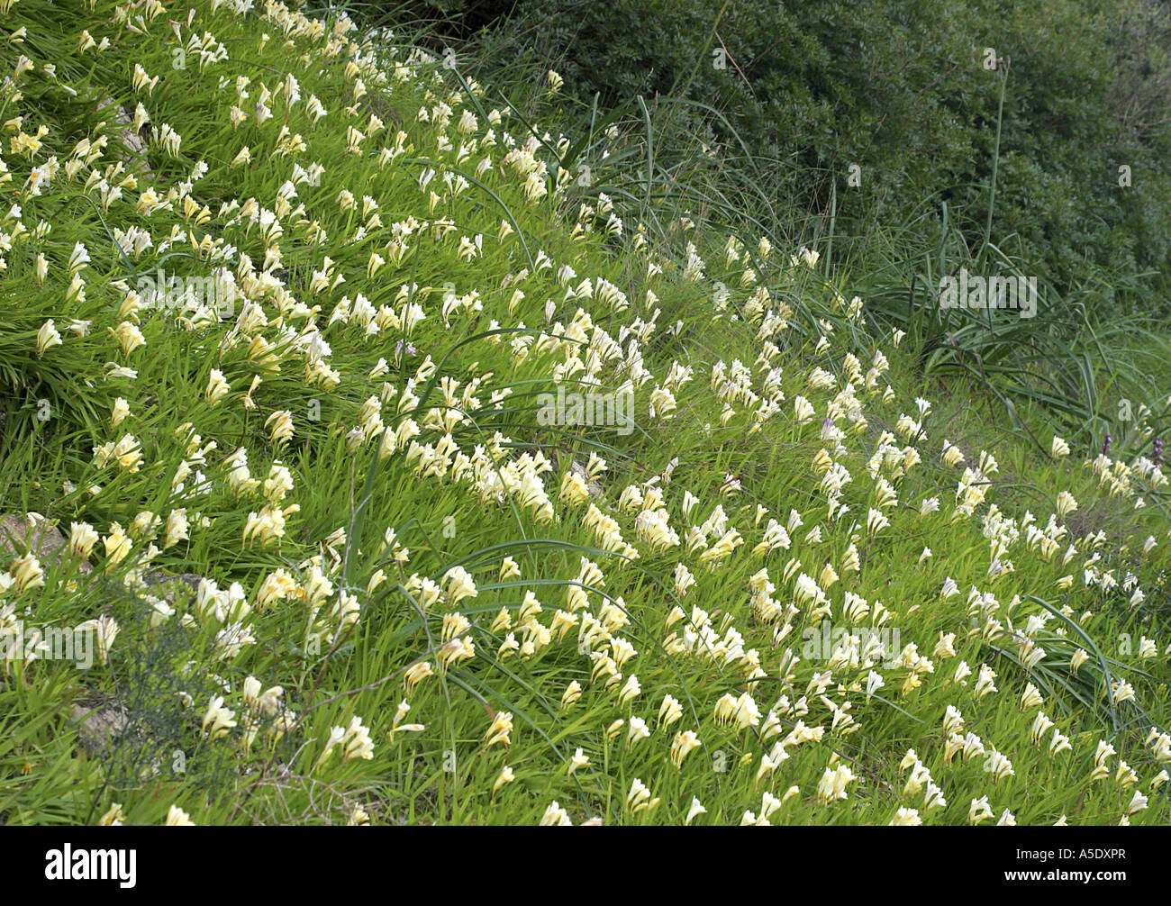 Freesien (Freesia Refracta), entkam aus Anbau und eingebürgert, Spanien, Mallorca Stockfoto