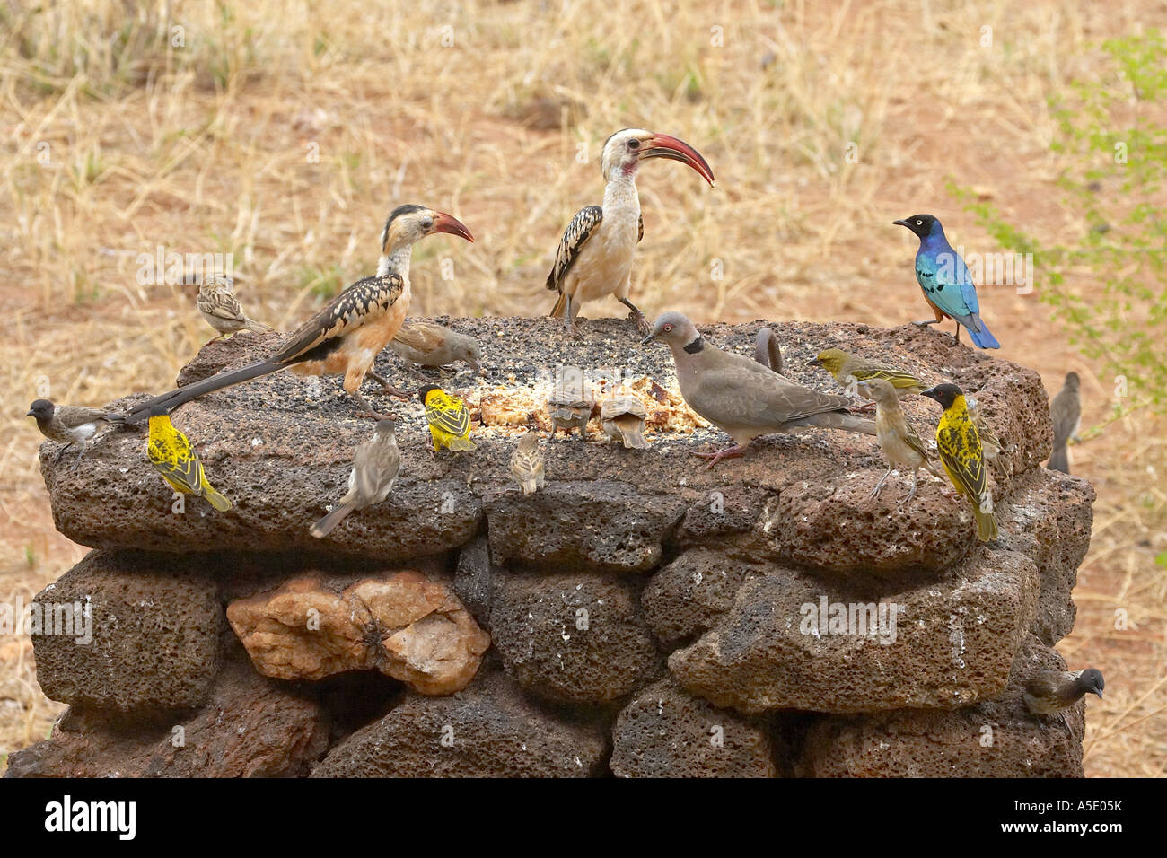 rot-billed Hornbill (Tockus Erythrorhynchus), der Vogel, Kenia, Tsavo West Nationalpark, Kilaguni Lodge Fütterung Stockfoto