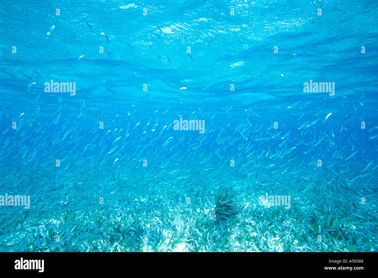 Unterwasser-Blick der Schule von Köderfischen in Belize Mittelamerika Karibik Stockfoto