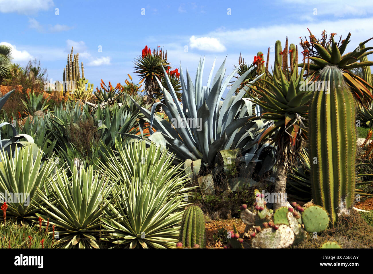 Botanischer Garten Kaktus Park, Spanien Stockfotografie Alamy