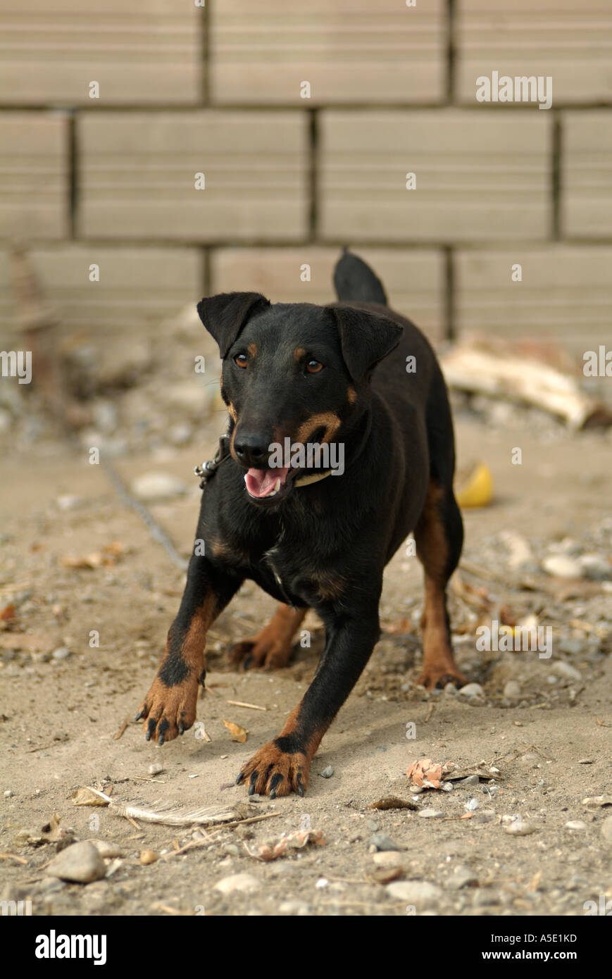 Kreuz Rasse Bull Terrier Hund angekettet Sicherheit Zwecken auf einem Bauernhof Stockfoto