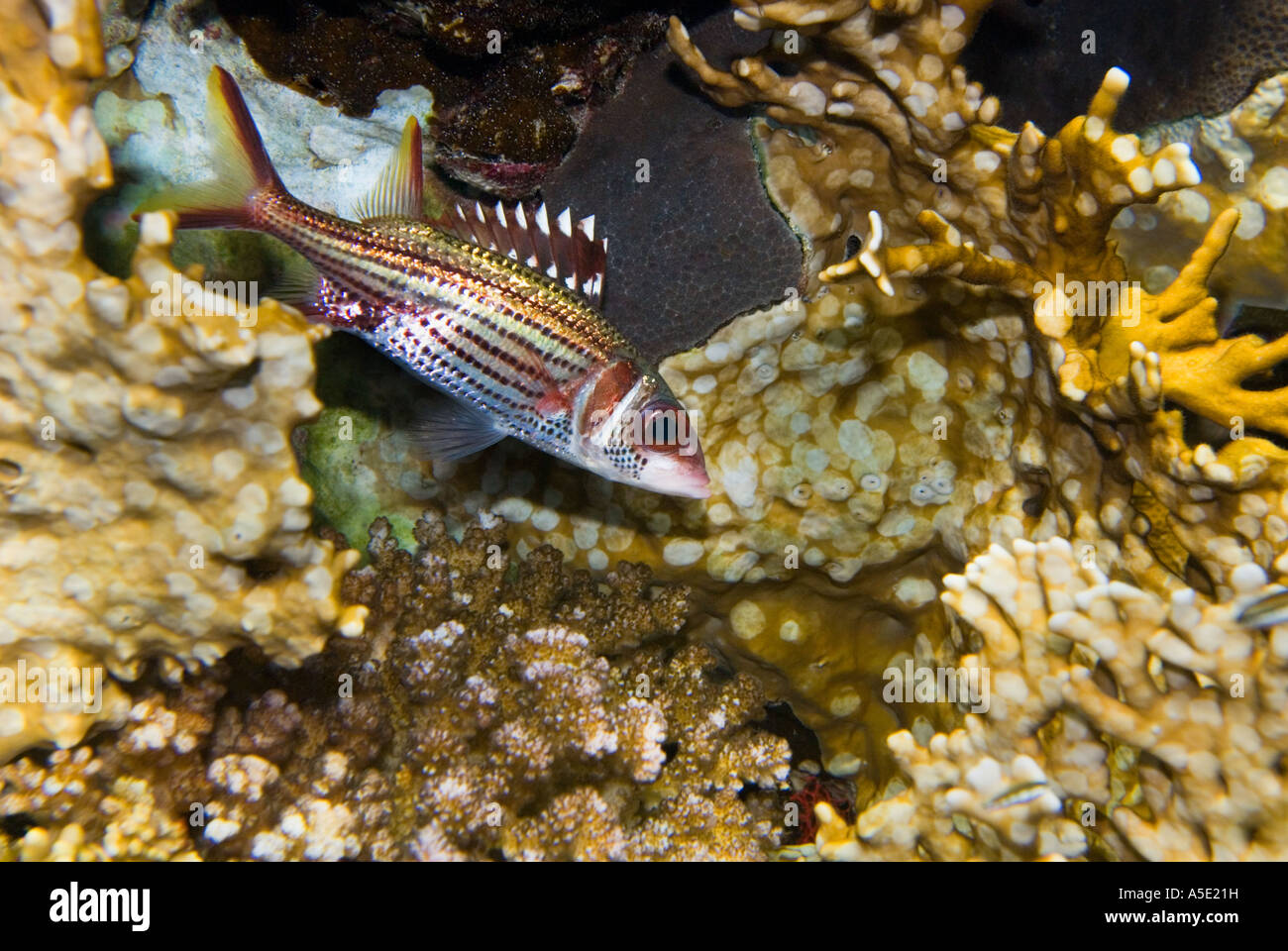 Bloodspot Squirrelfish Blut vor Ort Eichhörnchen NEONIPHON SAMMARA roten Meer Sharm El Sheikh Ägypten Coral Reef Landschaft Riff Fischen Stockfoto