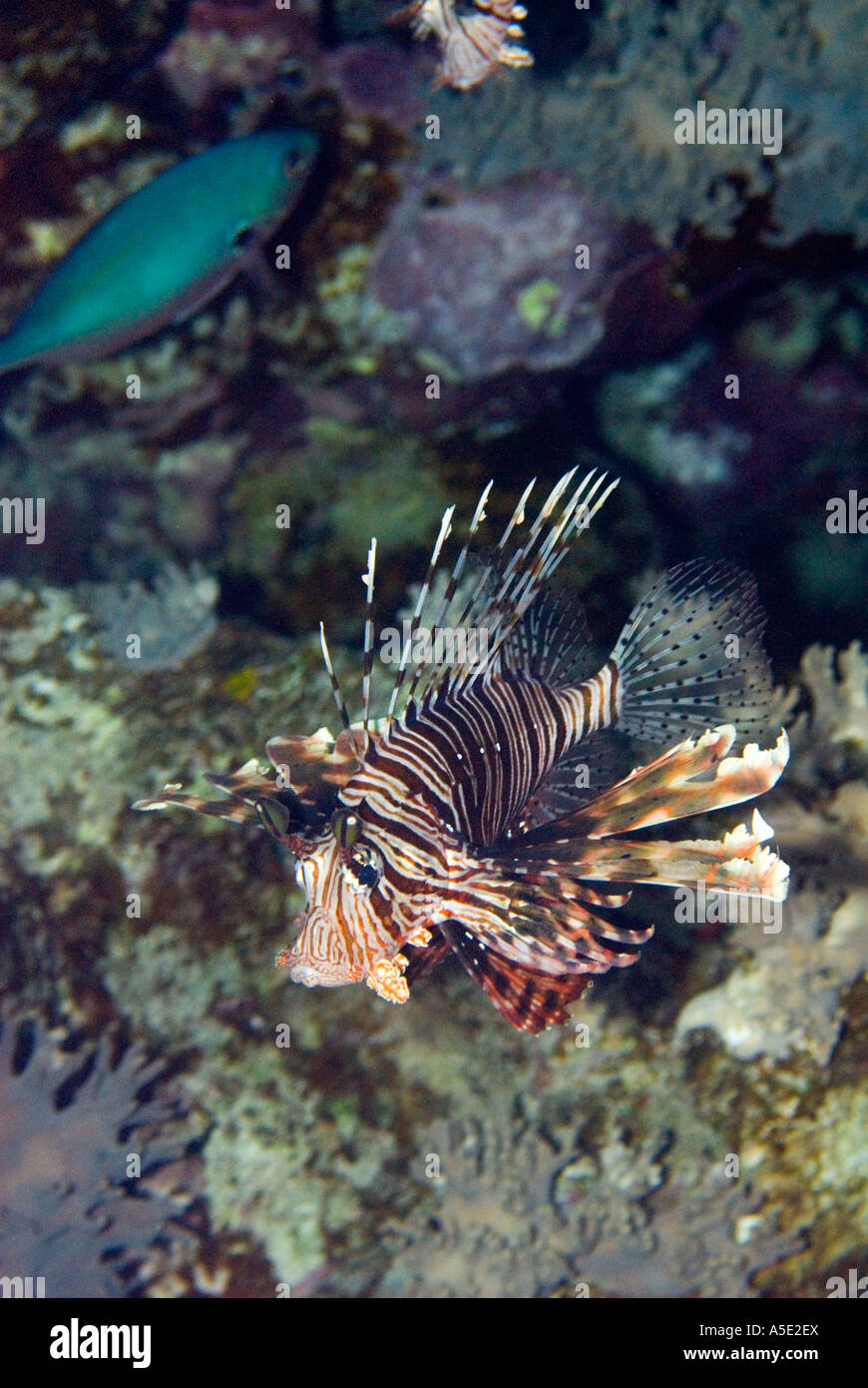 Redfire Fisch Firefish PTEROIS VOLITANS Rotfeuerfische Löwe Turkeyfish im Korallenriff Landschaft HADABA Naama Bay Sharm El Sheikh Ägypten Stockfoto