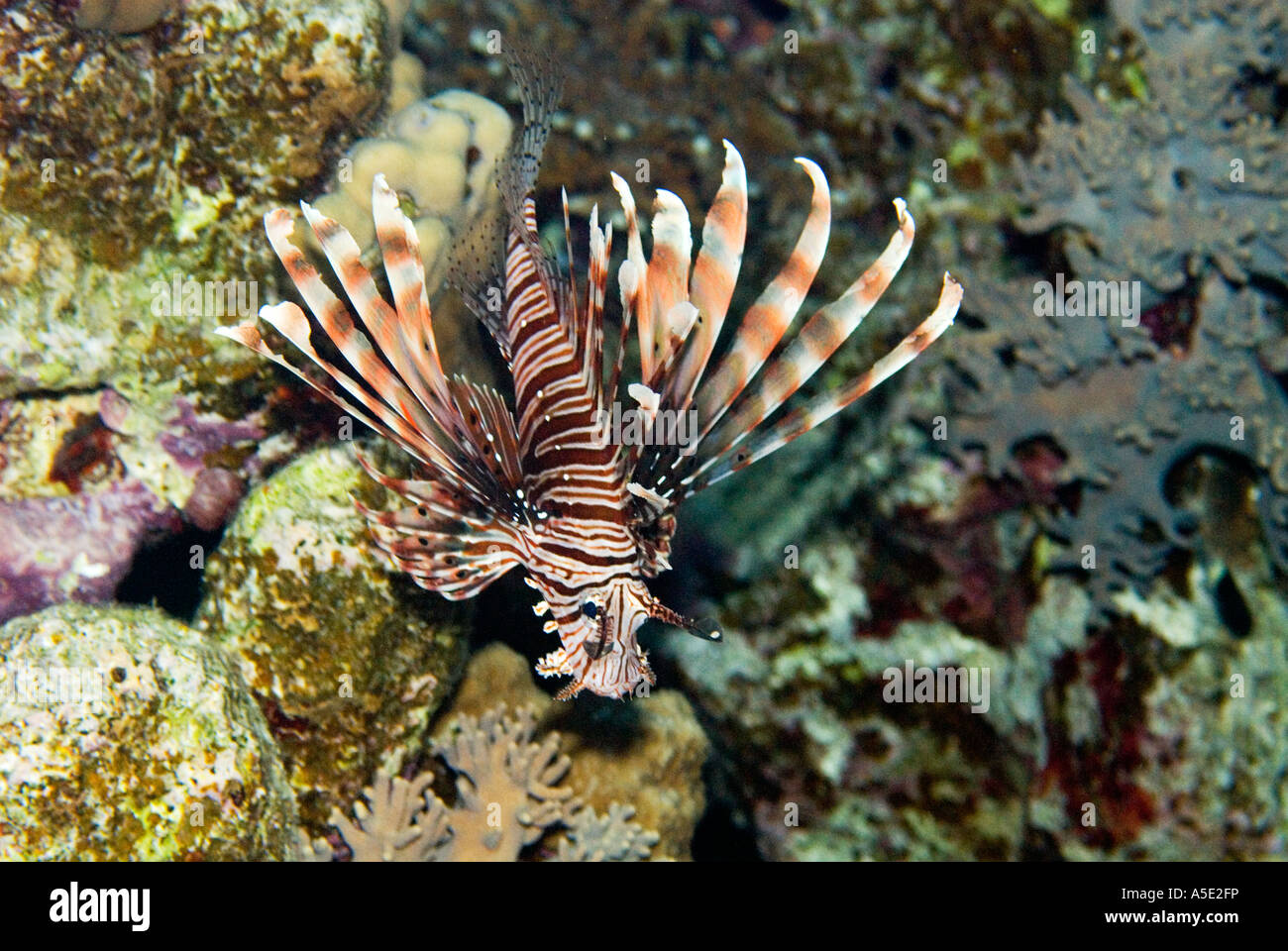 Redfire Fisch Firefish PTEROIS VOLITANS Rotfeuerfische Löwe Turkeyfish im Korallenriff Landschaft HADABA Naama Bay Sharm El Sheikh Ägypten Stockfoto