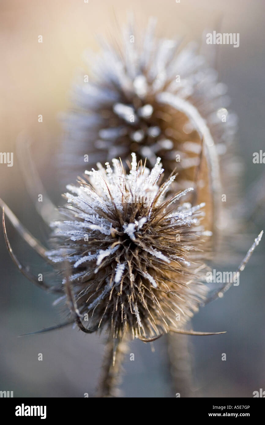 Gemeinsamen Karde Dipsacus Silvestris bedeckt in frost Stockfoto