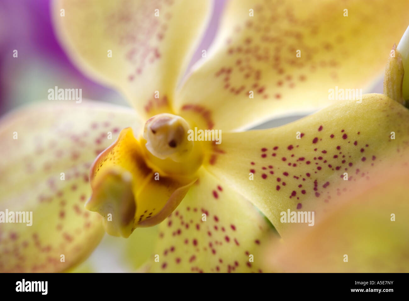 Dendrobium Orchidee Blume Stockfoto
