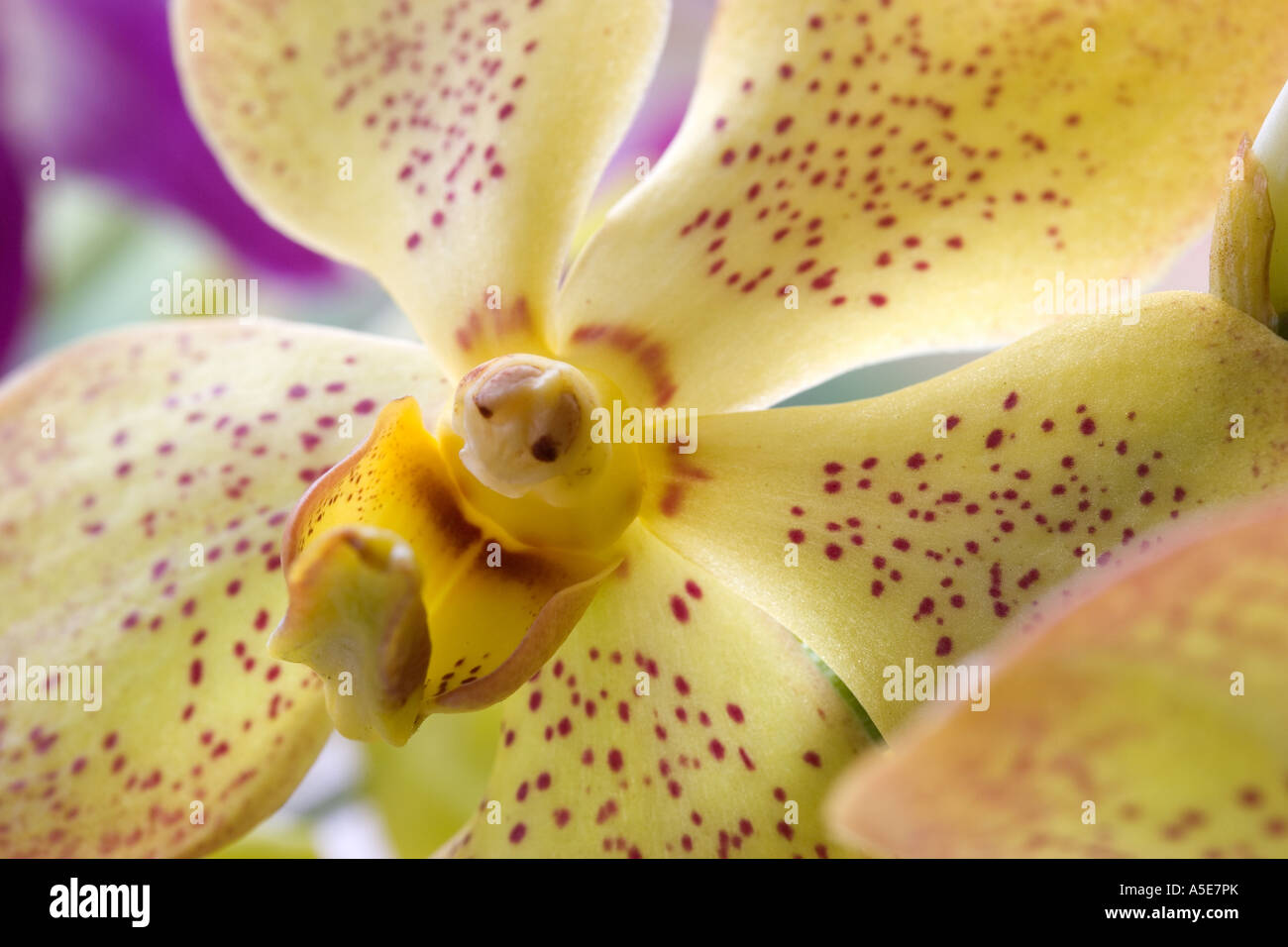 Dendrobium Orchidee Blume Stockfoto
