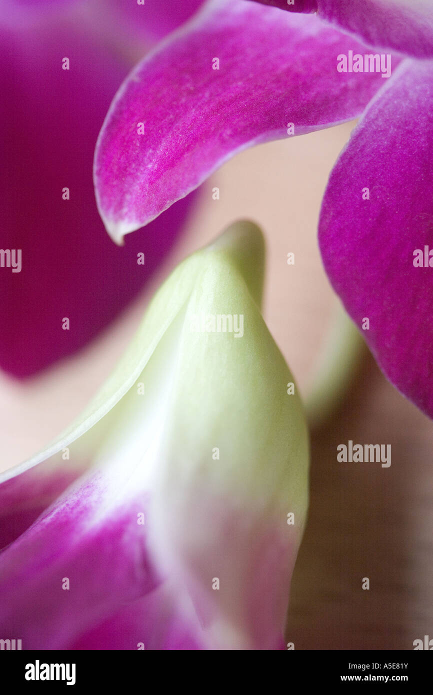 Nahaufnahme von Dendrobium Orchidee Blüte Stockfoto