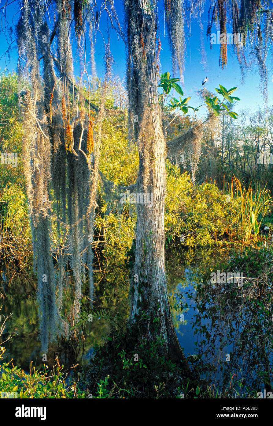Everglades Florida USA Stockfoto