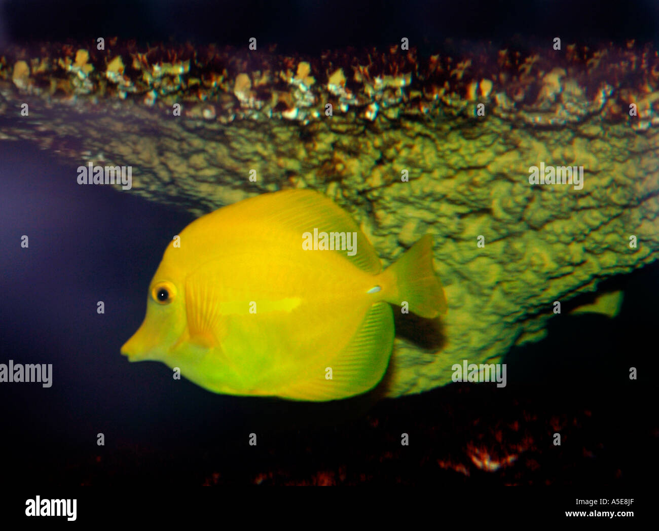 Gelb Zebrasoma flavescens Fische (Tang) Stockfoto