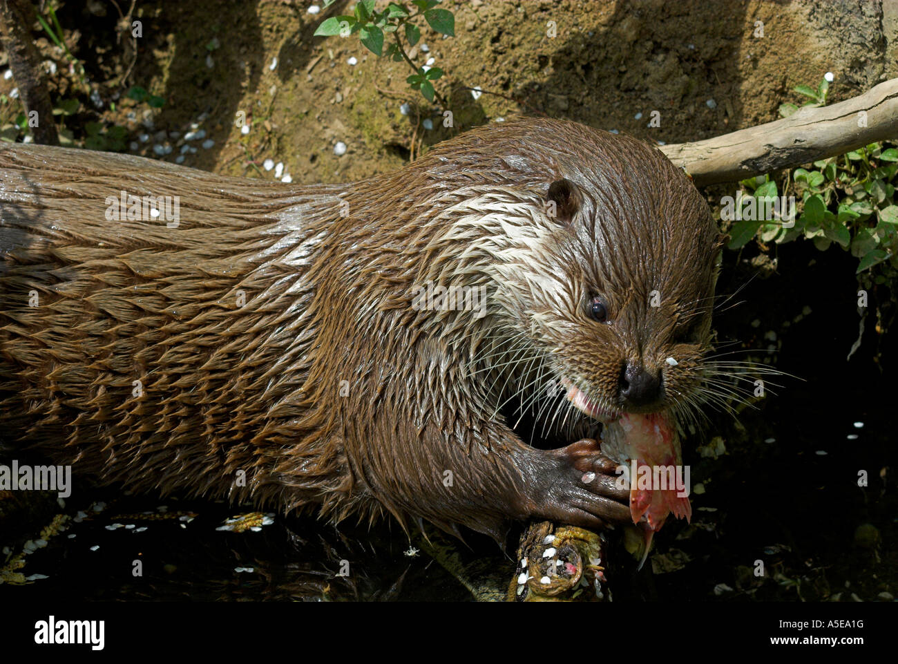 Fischotter Europa Fotos Und Bildmaterial In Hoher Aufl sung Alamy fischotter-europa-fotos-und-bildmaterial-in-hoher-aufl-sung-alamy