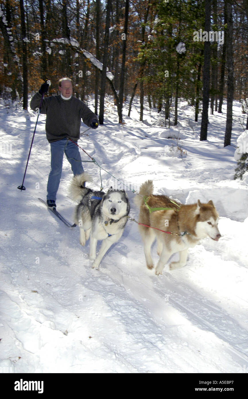 P11 061 Skijöring Rennen, Glatze Mann mit 2 Hunden, Baldwin MI 2-03 Stockfoto