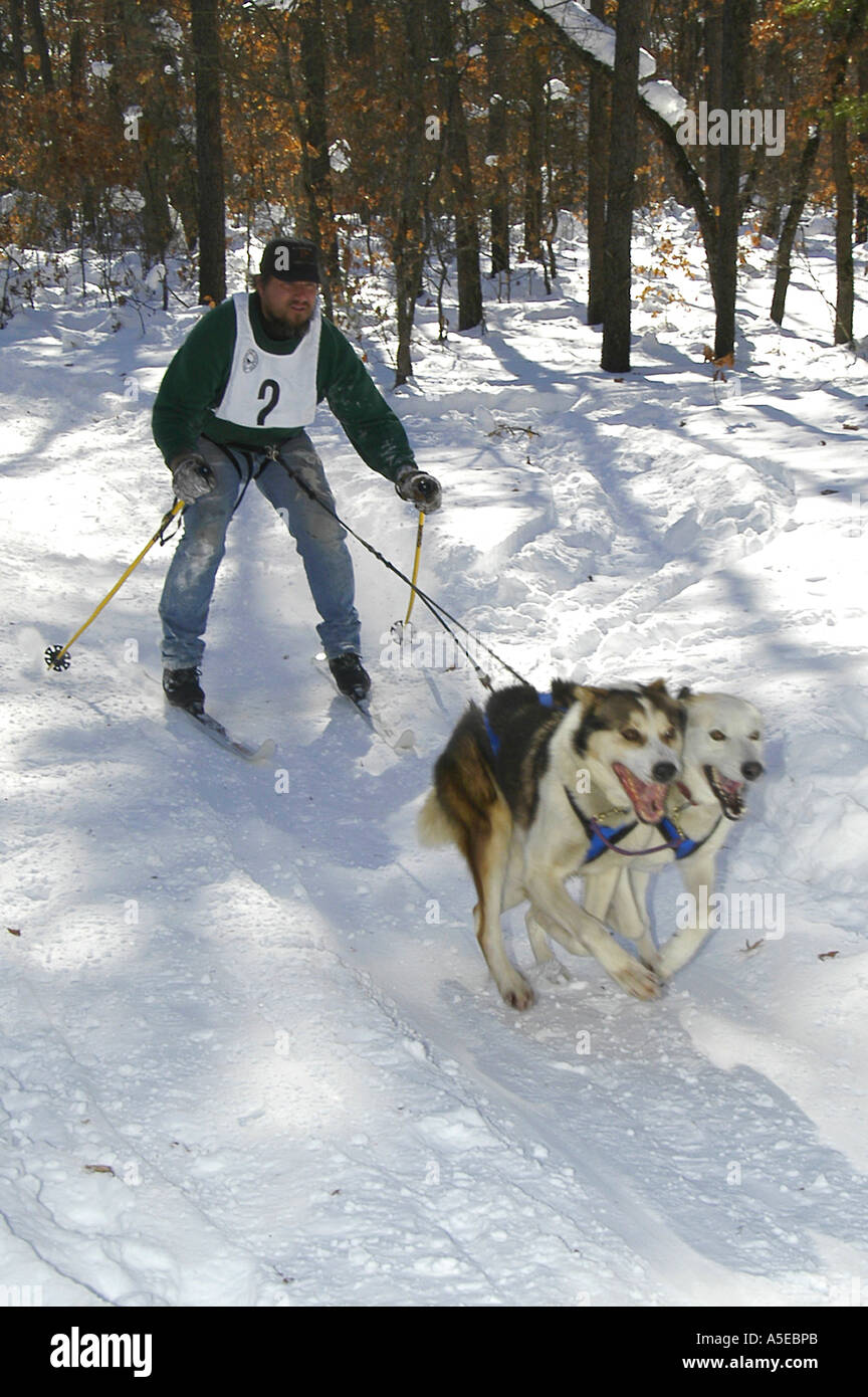 P11 062 Skijöring Rennen, bärtiger Mann mit 2 Hunden, Baldwin MI 2-03 Stockfoto