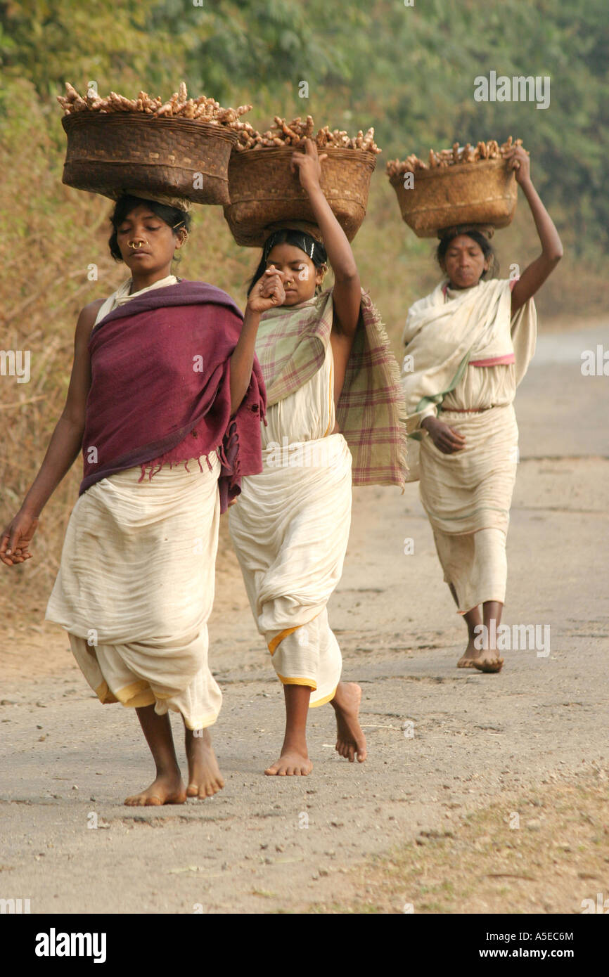 Dongria Kondh Stammes-Frauen tragen schwerer Lasten auf dem Weg zu den wöchentlichen Tausch Markt, Orissa, Indien. Stockfoto