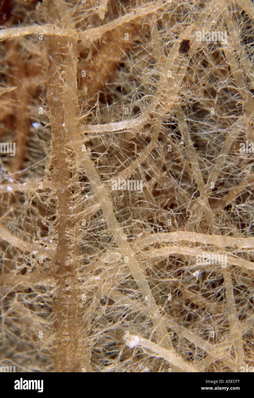 Adventiv-Wurzeln und Wurzelhaare von Weidelgras Lolium multiflorum Stockfoto