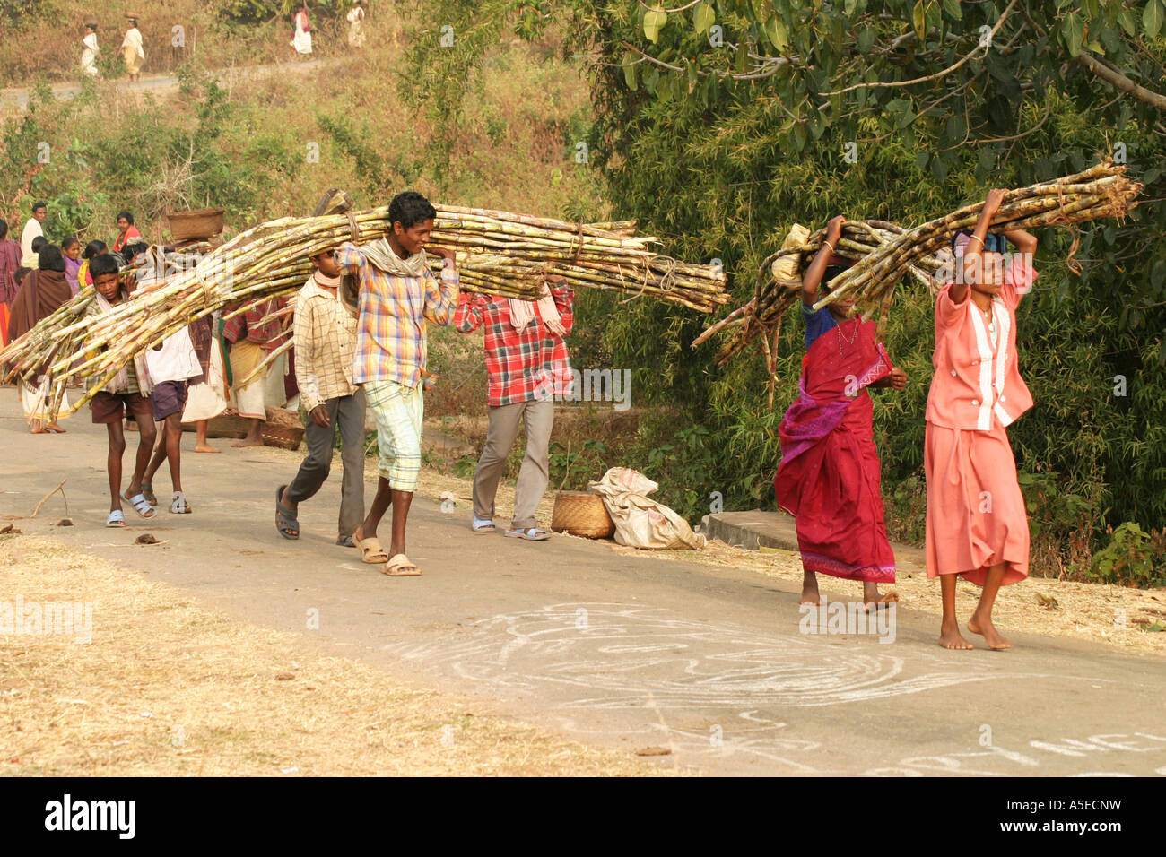 Dongria Kondh Stammes-Frauen tragen schwerer Lasten auf dem Weg zu den wöchentlichen Tausch Markt, Orissa, Indien. Stockfoto