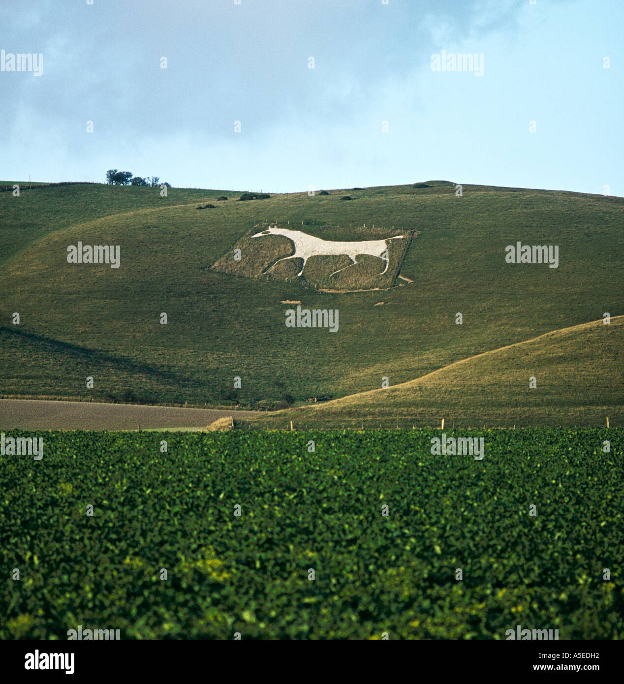 White Horse schneiden in der Kreide-Downs Walker Hill auch bekannt als Milk Hill in der Nähe von Alton Barnes WILTSHIRE Stockfoto