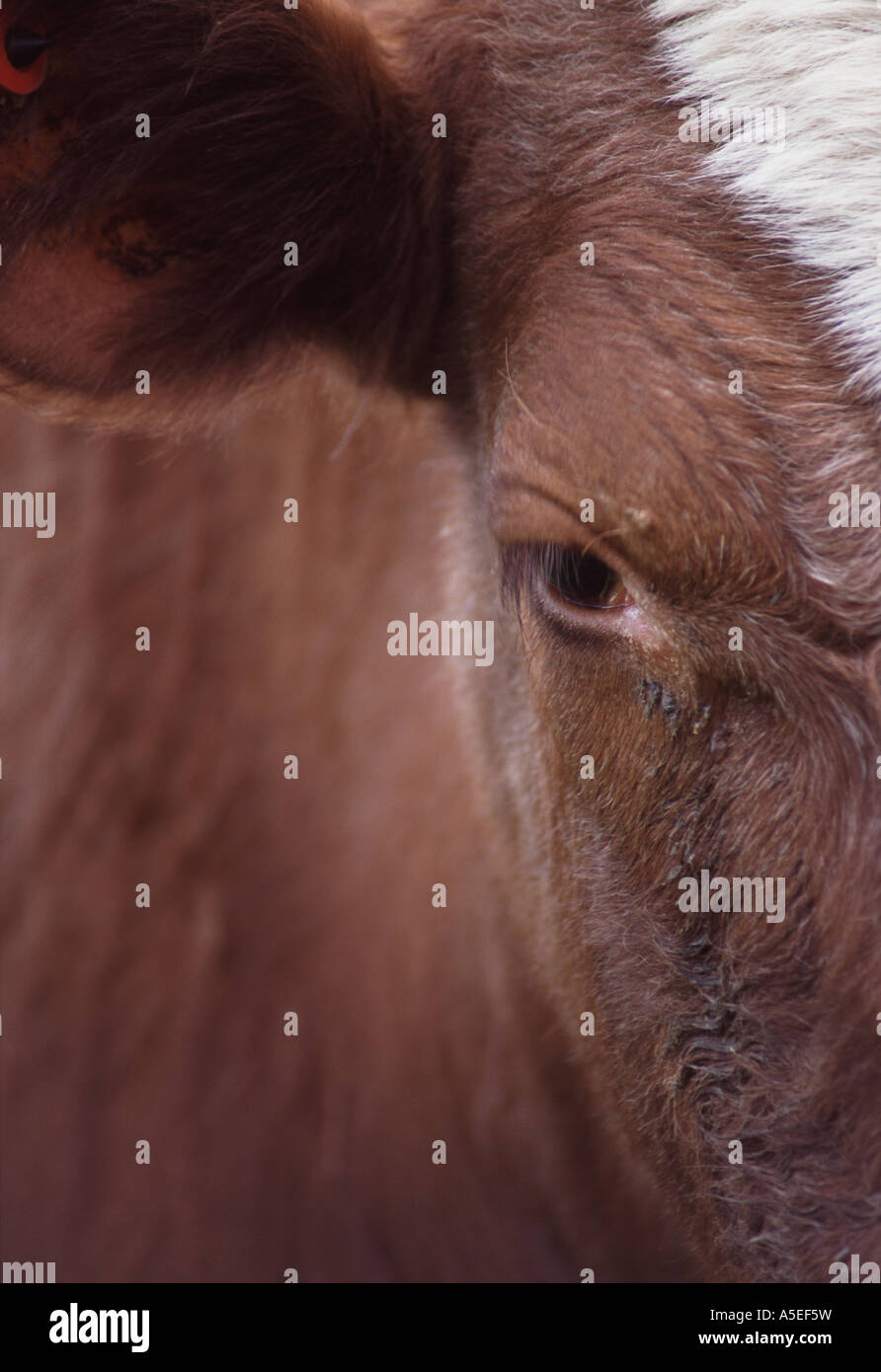 Wie jetzt braune Kuh? Hautnah im Gesicht und am Auge eine neugierige braune Kuh, UK Stockfoto