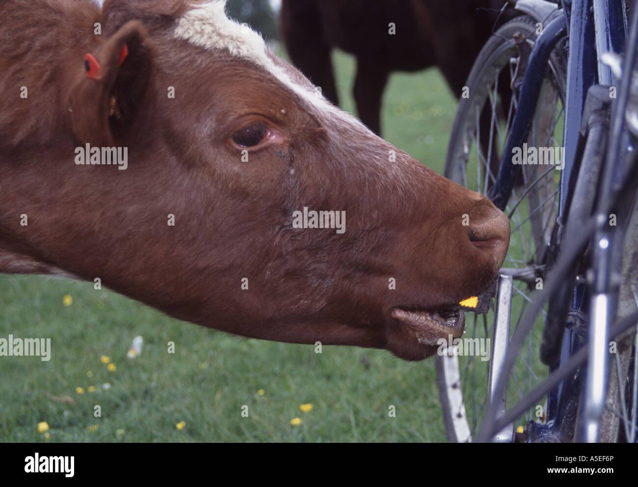 Neugier tötete die Kuh-Porträt von neugierig Rind essen Fahrrad Pedal Anschluss Wiese Oxford England UK 2005 NR versucht Stockfoto