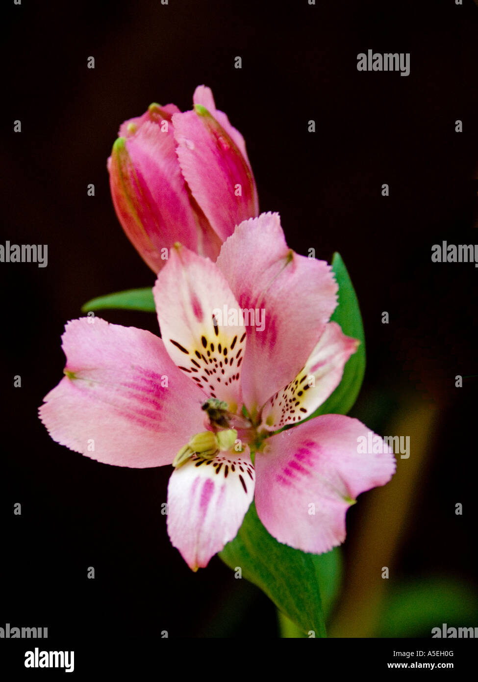 Rosa Astroemeria Blüte und Knospe vor schwarzem Hintergrund Stockfoto