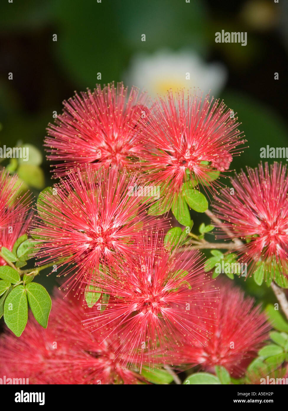 Nahaufnahme von roten rosa Blüten von Calliandra Tweedii Pom Pom bush Stockfoto