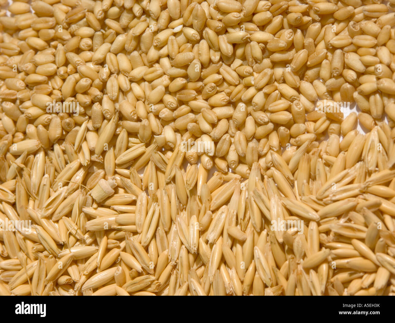 Detailansicht der Getreidekörner von Hafer und Weizen Stockfoto