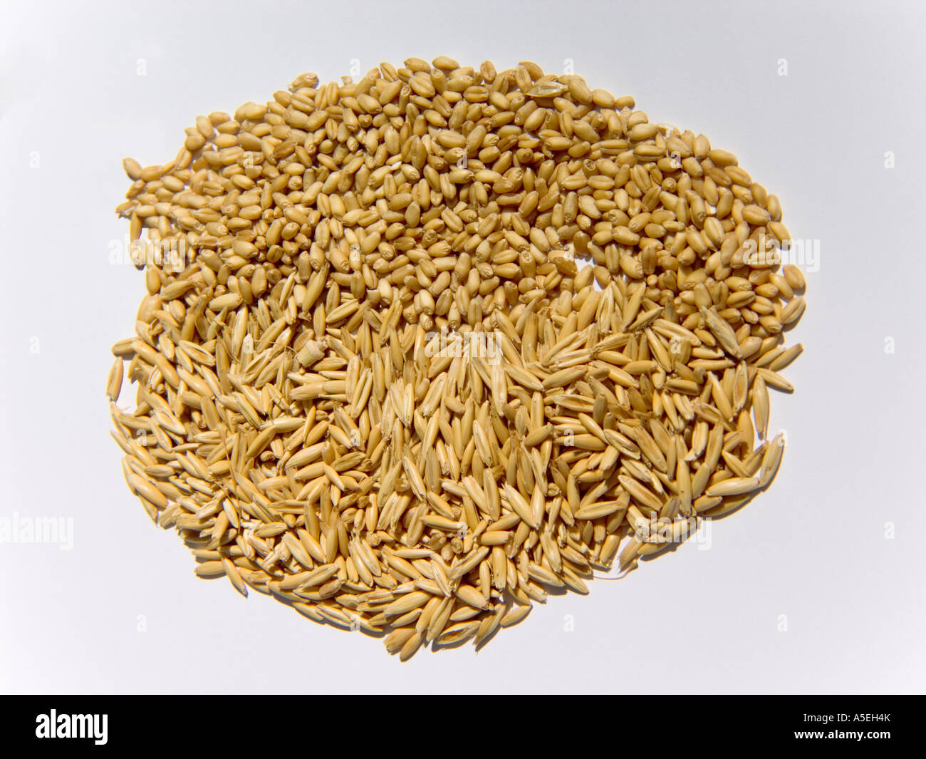 Getreide Getreide, Hafer und Weizen auf weißem Hintergrund Stockfoto