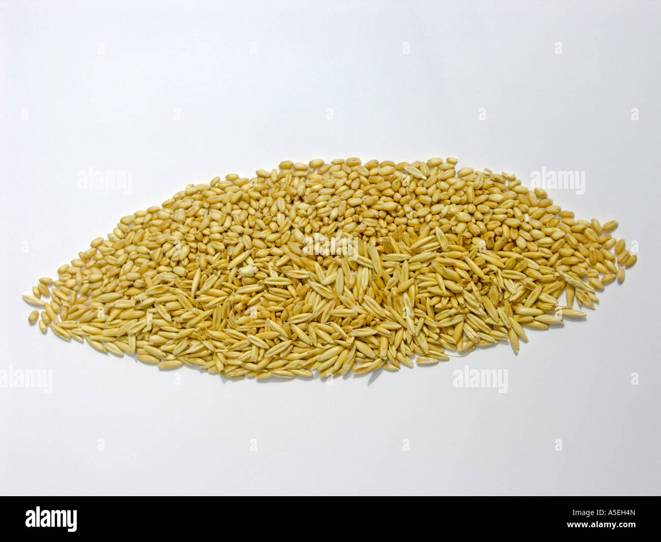 Sammlung von Getreide - Hafer und Weizen auf weißem Hintergrund Stockfoto