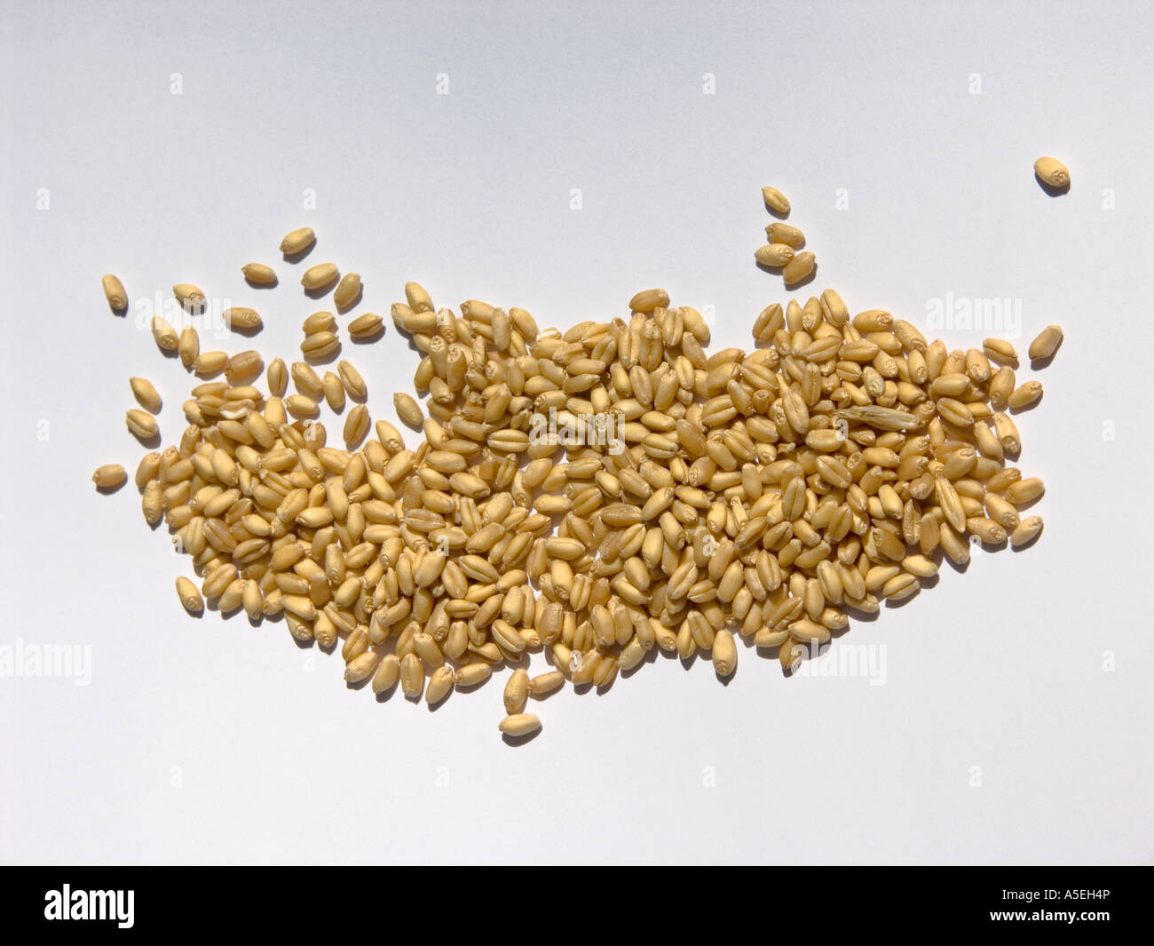 Sammlung von Getreide Körner - Hafer vor einem hellen farbigen Hintergrund Stockfoto