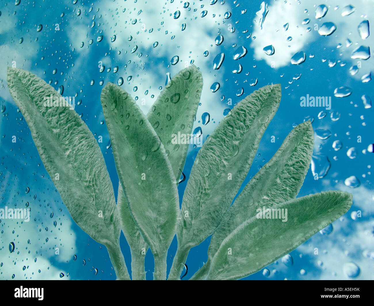 Blätter der Lämmer Ohren - Niederwendischen Lanata - Hintergrund der blau-weißen Himmel mit Regentropfen Stockfoto