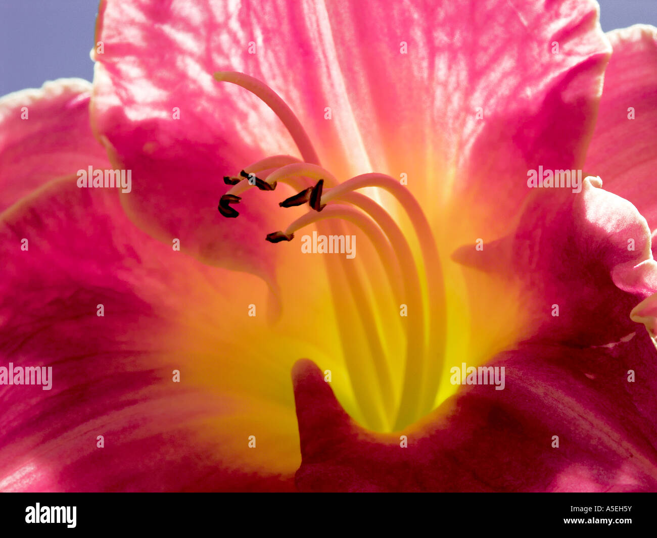 Detailansicht der rot / lila Blume von Hemerocallis - Taglilien Stockfoto