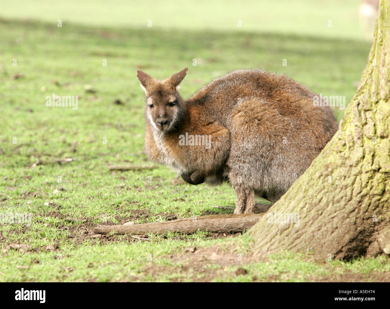 Tasmanien zoo -Fotos und -Bildmaterial in hoher Auflösung – Alamy