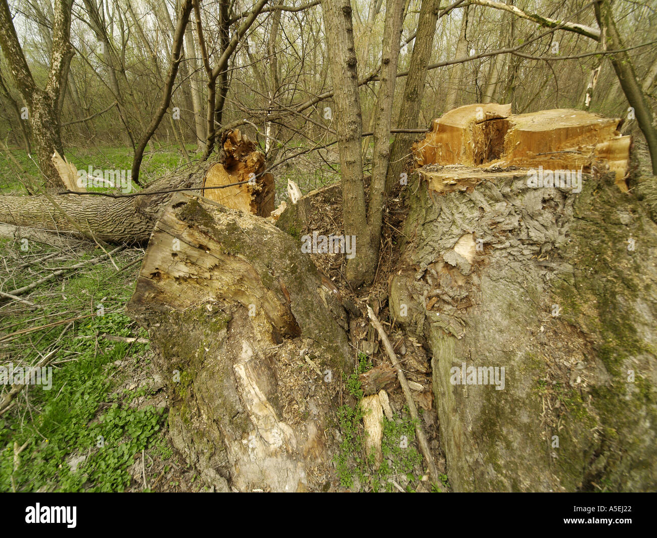 Nationalpark Donauauen, Baumstumpf Stockfoto