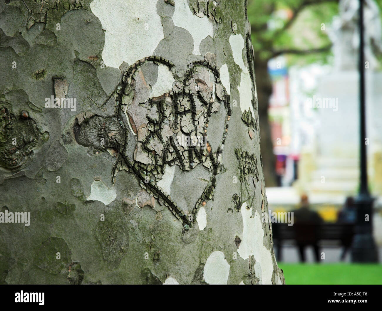 Liebe Herz mit Namen geschnitzt in einer Platane in Trafalgar Square in London uk Stockfoto