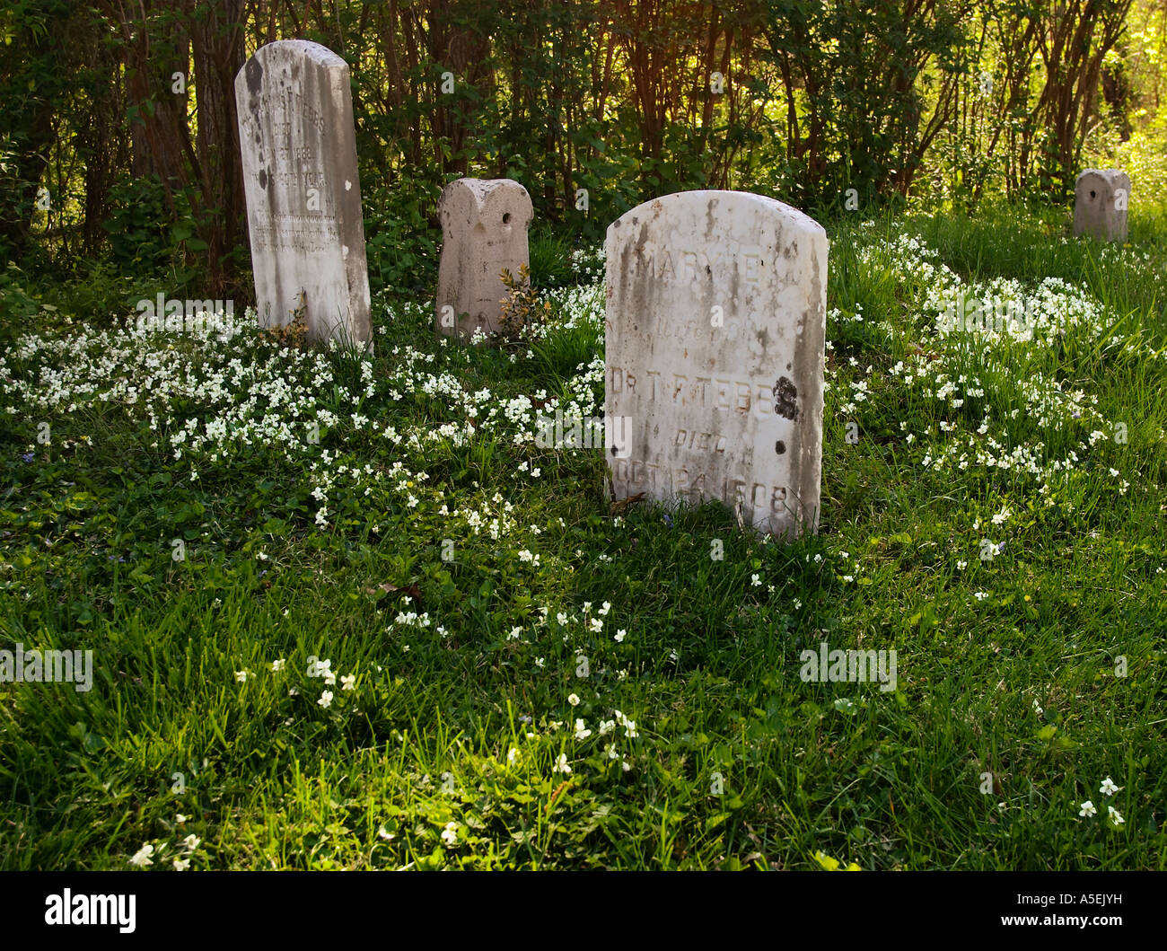 Weiße Veilchen wachsen über alte Gräber in einem historischen Friedhof Haymarket Virginia USA Stockfoto