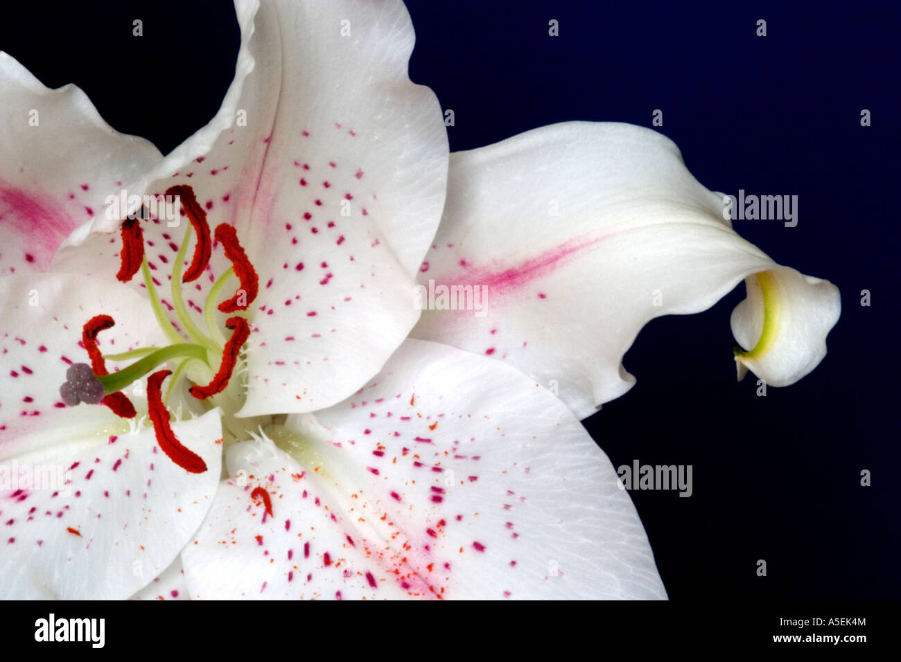 Dies ist eine Variante der Lilie Lilium anmutende oder Trompete Stockfoto