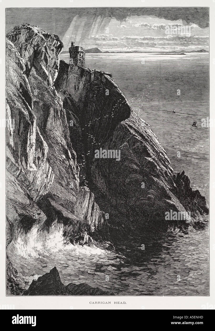 Carrigan Kopf Cliff Slieve Co county Donegal Ireland Eire irische Republik Atlantikküste Bay Shore Marine Ausschau Möwe Vogel f Stockfoto