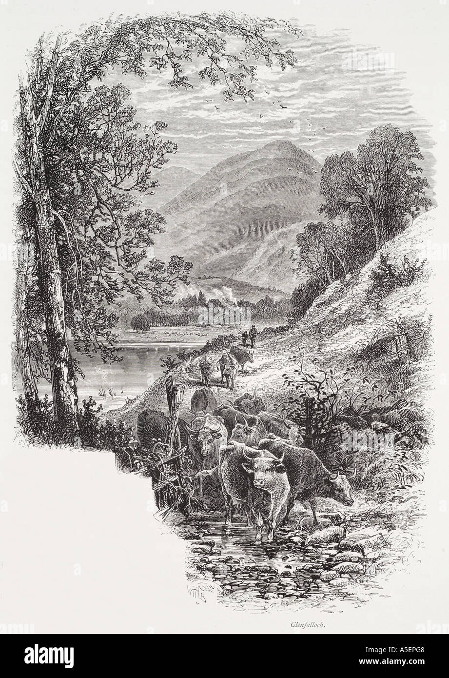 Glenfalloch Trossachs Stirling Grampian Hochlandrinder Viehtreiber Track Berg Tal Schotte Scottish Schottland UK GB Vereinigtes Königreich Stockfoto