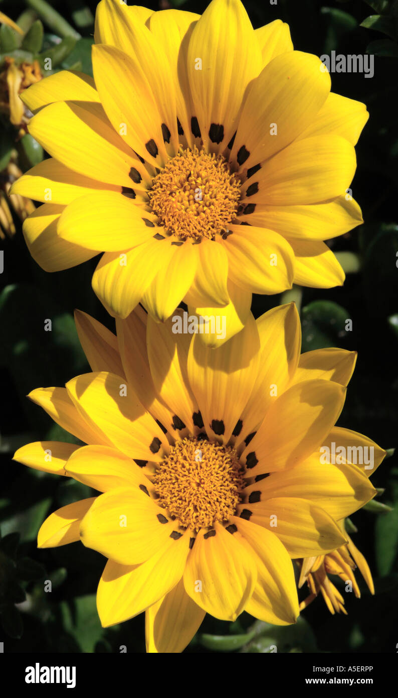 Paar von gelb Gazanien Daisy Blumen Stockfoto