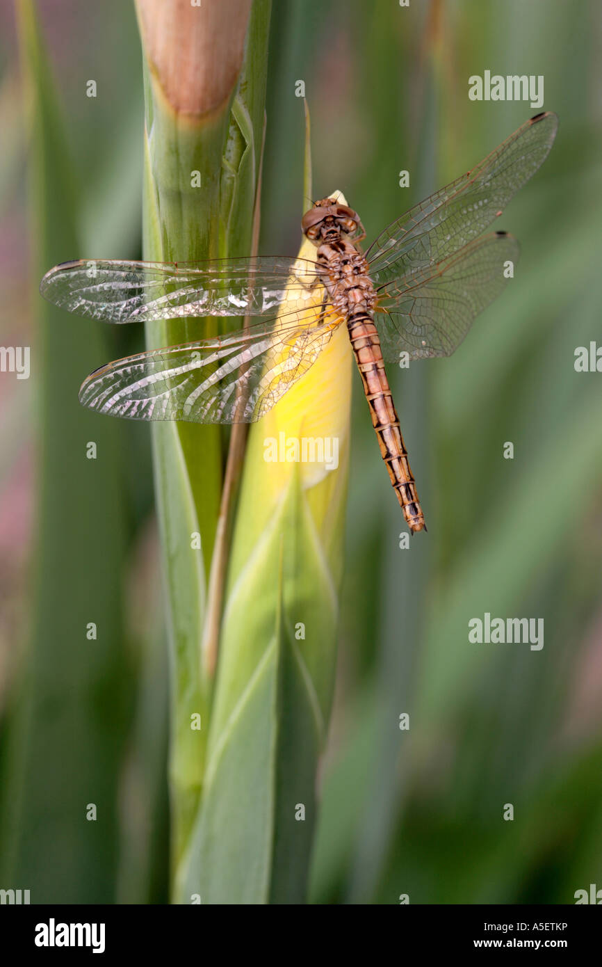 Libelle sitzt auf Knospe der gelbe Iris Blume Stockfoto