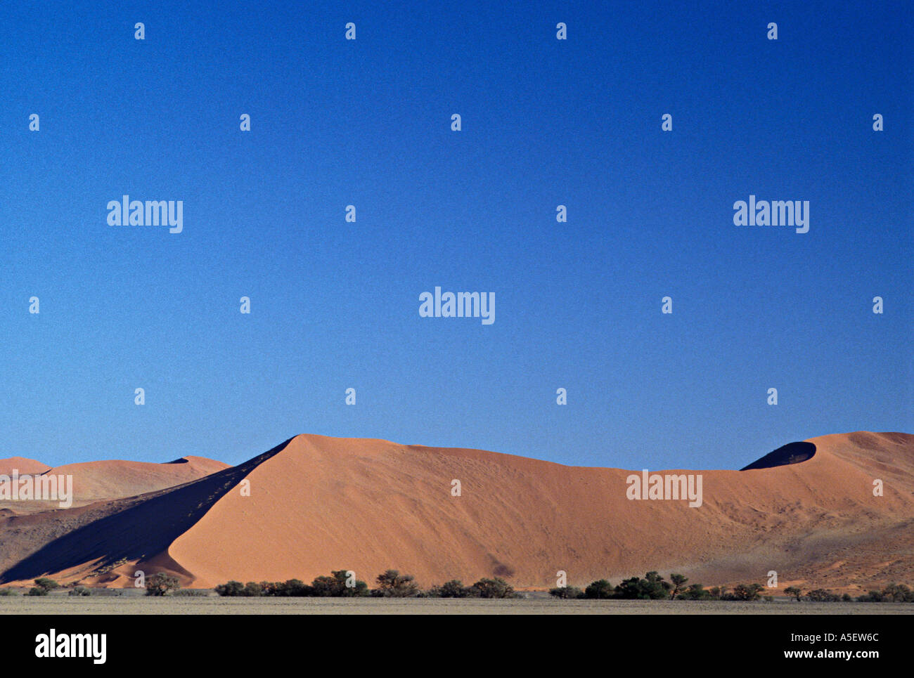 Große Sanddünen mit Bäumen Namibia Afrika Stockfoto