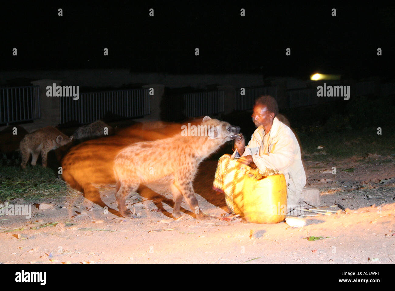 Harar, Äthiopien, speist die berühmten Hyäne Mann der einstmaligen wilden Hyäne in seinem Hinterhof Stockfoto